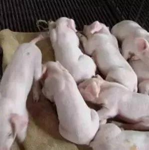 养猪场为什么不好招人(养猪场为什么难招人)