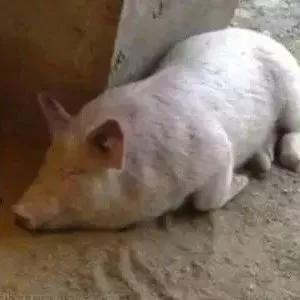 养猪场为什么不好招人(养猪场为什么难招人)