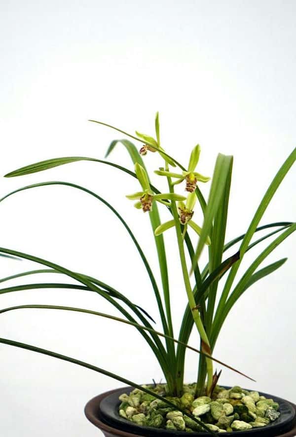 兰花叶尖发黑处理(兰花叶尖发黑干枯是什么原因)