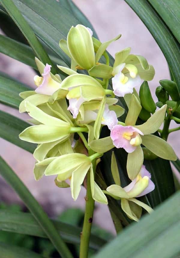 兰花叶尖发黑处理(兰花叶尖发黑干枯是什么原因)