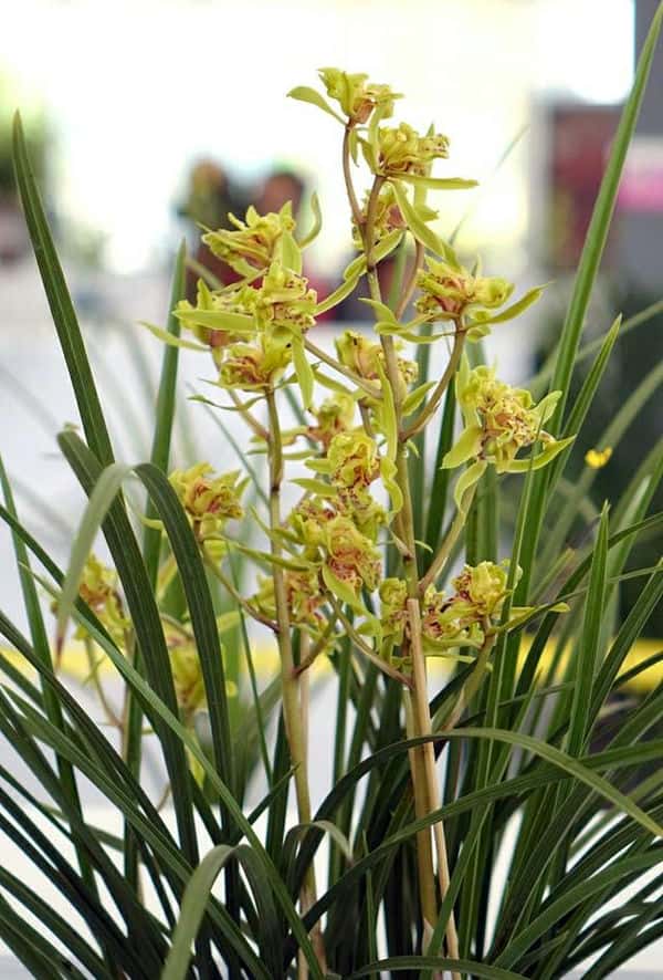 兰花叶尖发黑处理(兰花叶尖发黑干枯是什么原因)