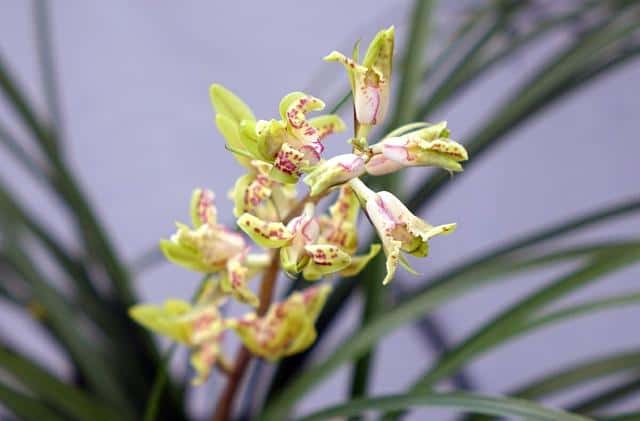 兰花叶尖发黑处理(兰花叶尖发黑干枯是什么原因)