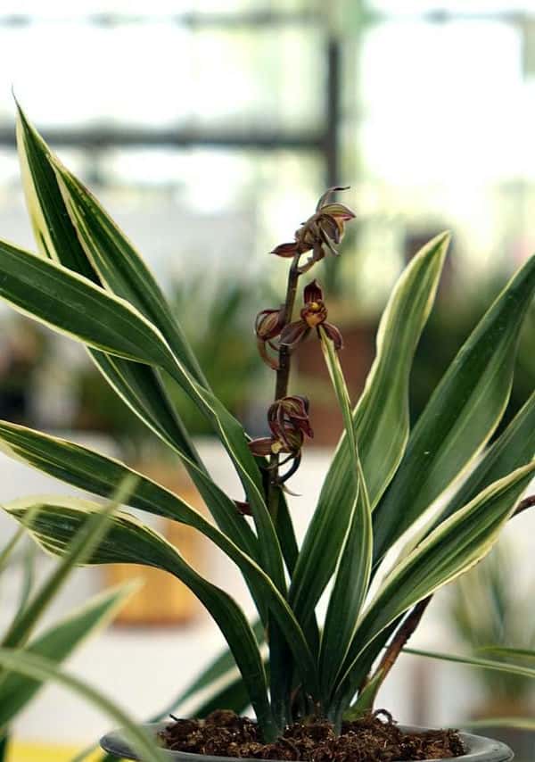 兰花叶尖发黑处理(兰花叶尖发黑干枯是什么原因)