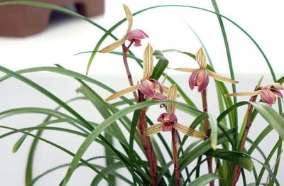 兰花叶尖发黑处理(兰花叶尖发黑干枯是什么原因)