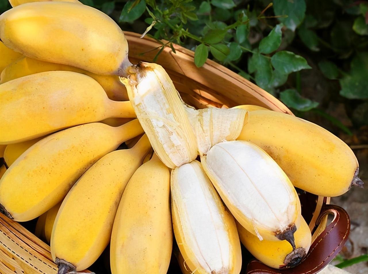 香蕉和芭蕉哪个有营养（芭蕉和香蕉区别在哪里图片）