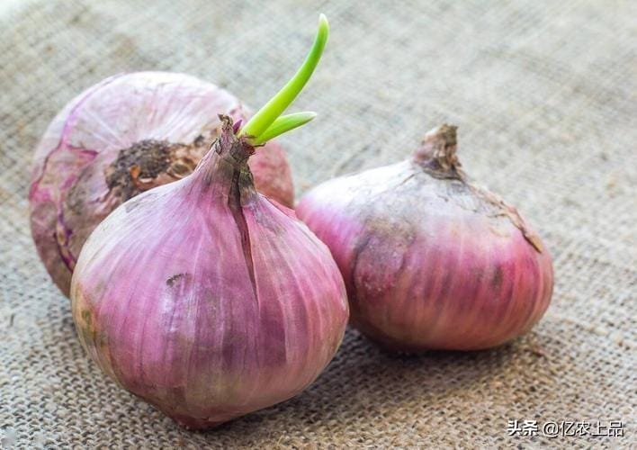 洋葱发芽长出来像葱一样的可以种地里吗(洋葱发芽长出来像葱一样的可以吃吗)
