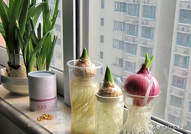 洋葱发芽长出来像葱一样的可以种地里吗(洋葱发芽长出来像葱一样的可以吃吗)