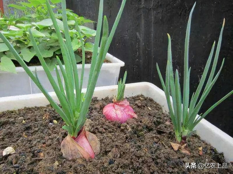 洋葱发芽长出来像葱一样的可以种地里吗(洋葱发芽长出来像葱一样的可以吃吗)