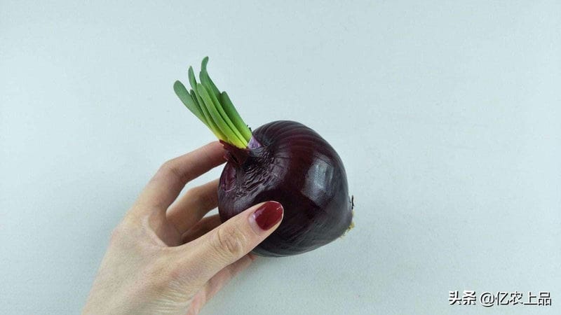 洋葱发芽长出来像葱一样的可以种地里吗(洋葱发芽长出来像葱一样的可以吃吗)