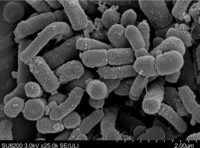 茅台技术开发公司贵州陈酿 茅台集团的贵州陈酿酒介绍