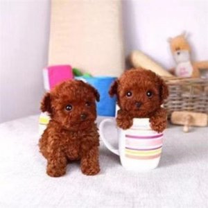 茶杯泰迪狗几个月买最好养(茶杯泰迪狗一般多少钱一只)