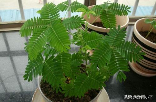 含羞草的作用与功效(含羞草的作用与功效及食用方法)-第1张图片-