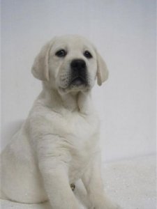 北京拉布拉多可以办狗证吗?北京拉布拉多犬舍排名