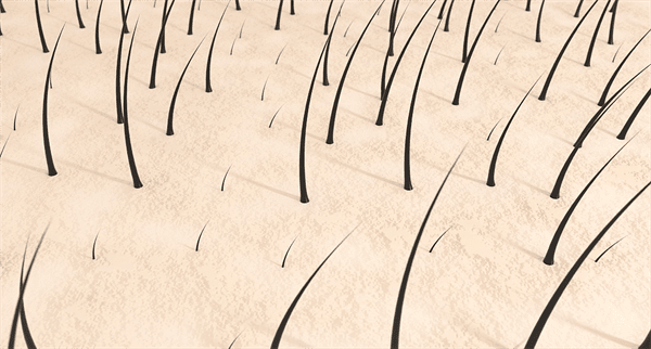 头发是什么物质组成的(头发的主要营养成分是什么)