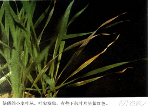 植物缺少氮磷钾会出现什么症状(植物缺氮磷钾的症状口诀)