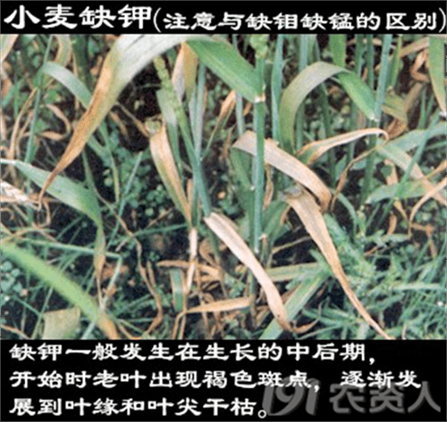 植物缺少氮磷钾会出现什么症状(植物缺氮磷钾的症状口诀)