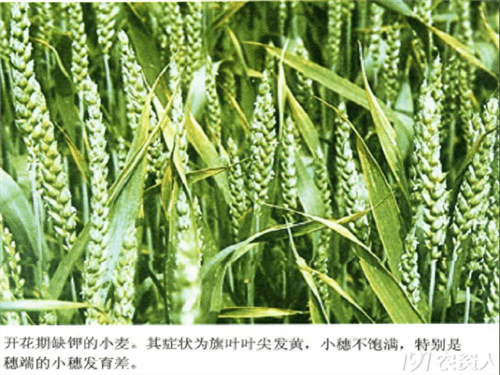 植物缺少氮磷钾会出现什么症状(植物缺氮磷钾的症状口诀)