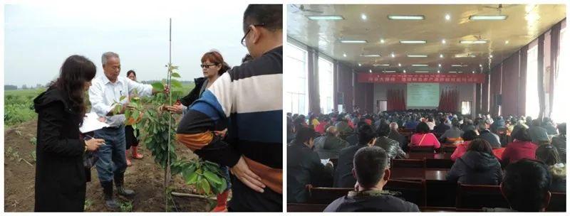 樱花树为什么是凶树(樱花树结的果子叫什么)