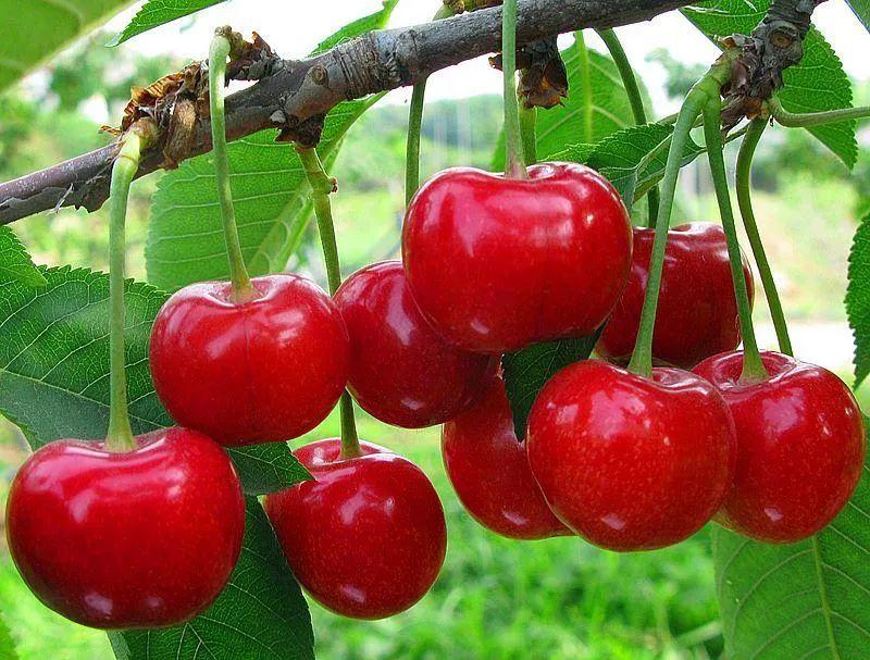 樱花树为什么是凶树(樱花树结的果子叫什么)