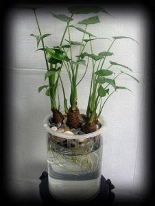 巴西木开花有毒吗:无毒但会产生大量花粉(巴西木开花的样子)