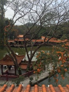 仙湖植物园攻略一日游(仙湖植物园攻略图)