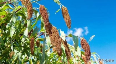 洋河天之蓝价格(洋河天之蓝42度多少钱一瓶)