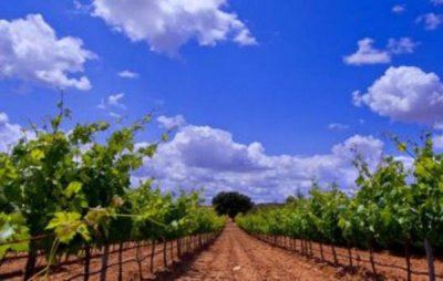 明星 葡萄酒oem(明星葡萄酒)