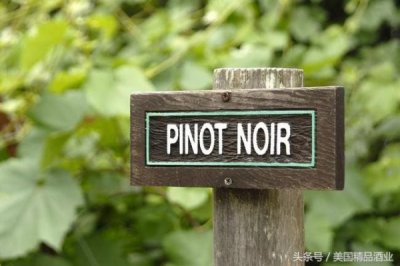 尊领干红葡萄酒黑比诺(尊领干红葡萄酒2013)