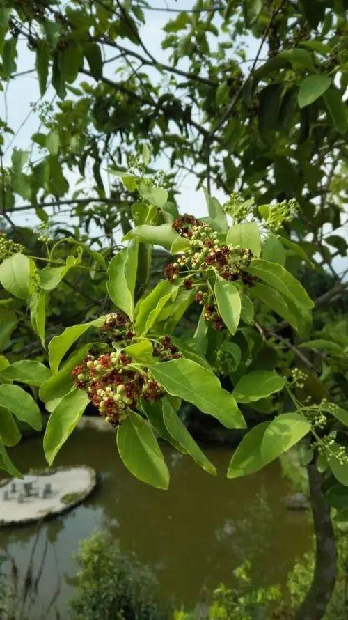 檀香木多少钱一公斤(檀香木的价格)