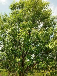 ​檀香木多少钱一公斤(檀香木的价格)