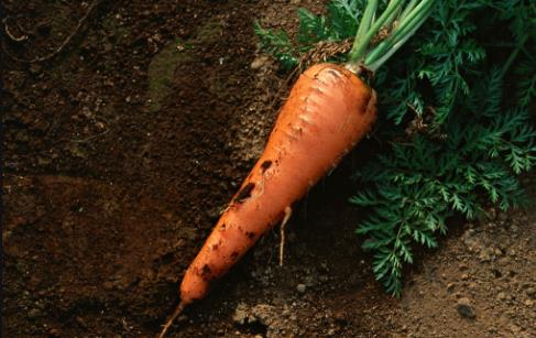 胡萝卜有点甜糖尿病人可不可以吃?