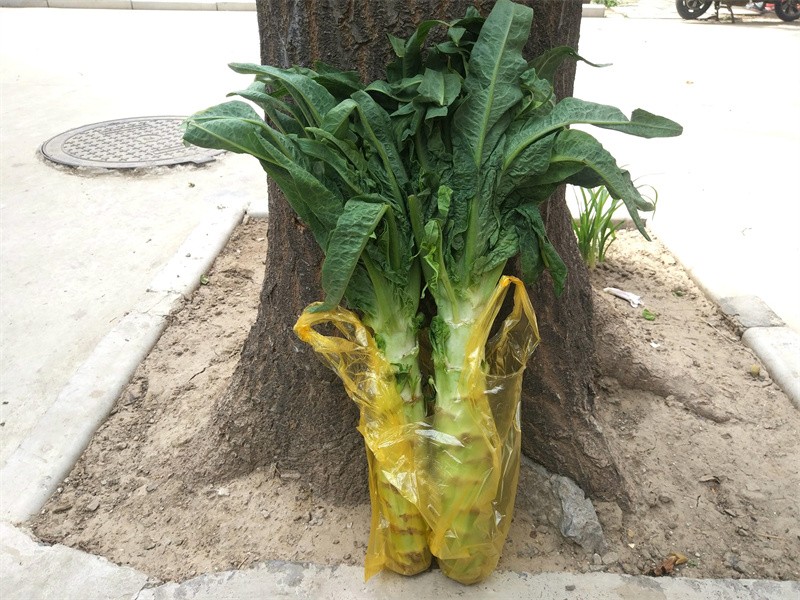 莴笋叶没有焯水有毒吗(莴笋叶用不用焯水)