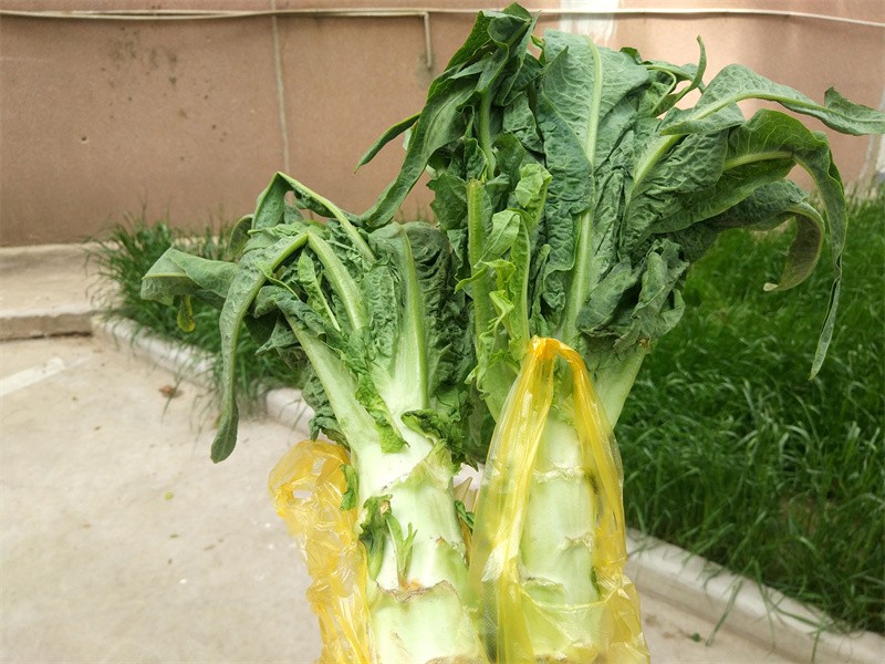 莴笋叶没有焯水有毒吗(莴笋叶用不用焯水)