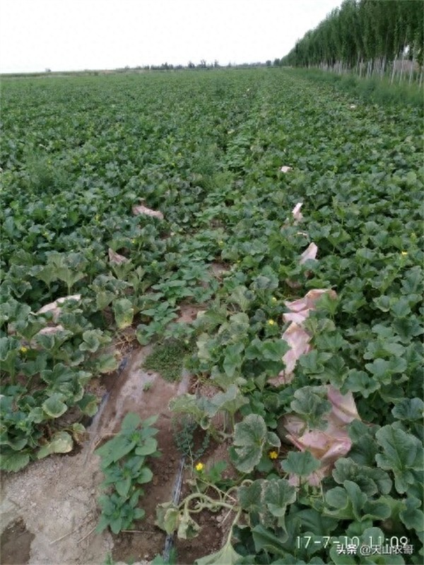 哈密瓜露天种植的时间和方法(哈密瓜一棵能结几个果)