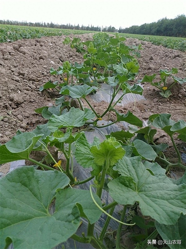 哈密瓜露天种植的时间和方法(哈密瓜一棵能结几个果)