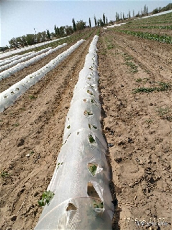 哈密瓜露天种植的时间和方法(哈密瓜一棵能结几个果)