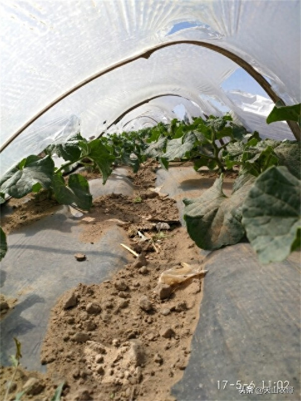 哈密瓜露天种植的时间和方法(哈密瓜一棵能结几个果)