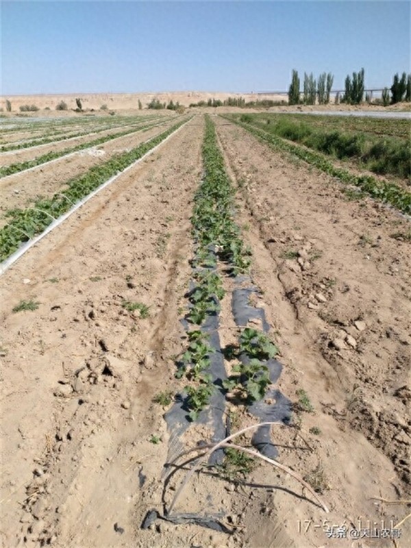 哈密瓜露天种植的时间和方法(哈密瓜一棵能结几个果)