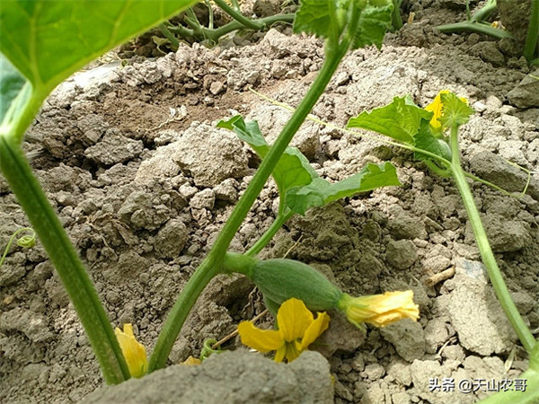 哈密瓜露天种植的时间和方法(哈密瓜一棵能结几个果)