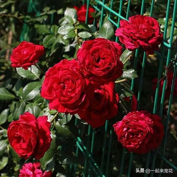 十大经典爬藤月季排名（十大爬藤月季排名）