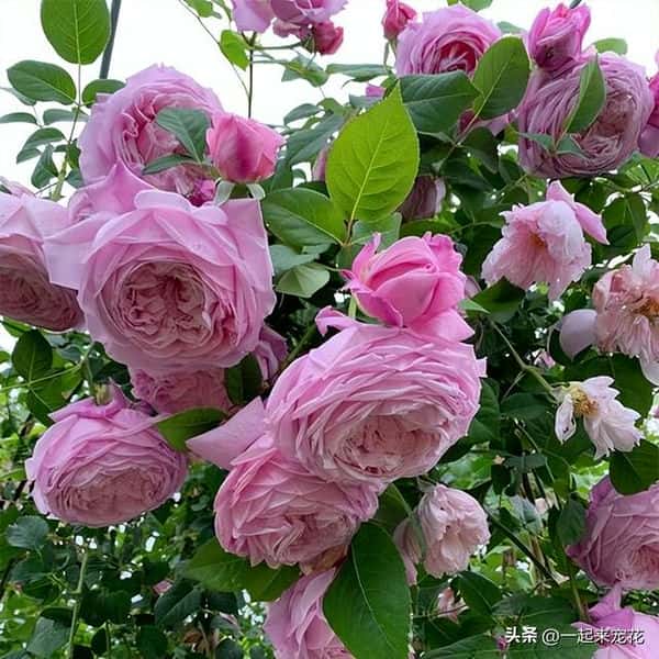 十大经典爬藤月季排名（十大爬藤月季排名）