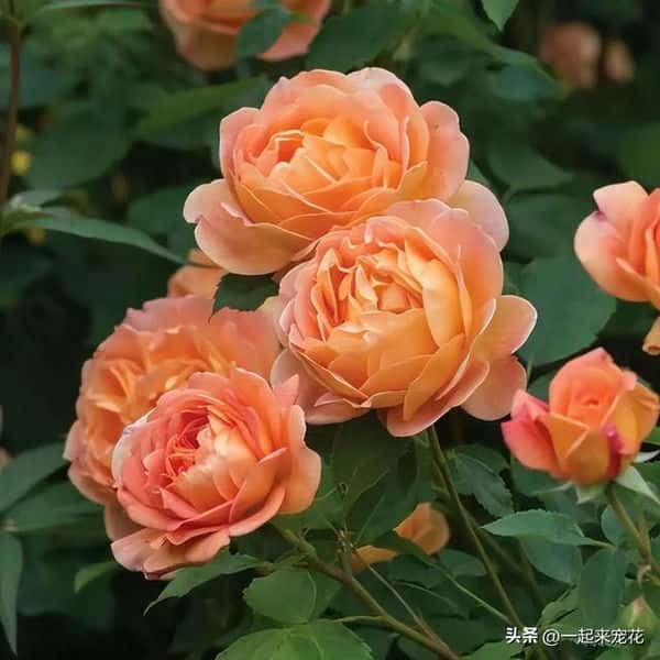 十大经典爬藤月季排名（十大爬藤月季排名）