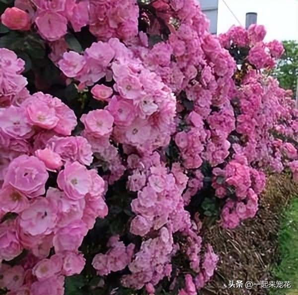 十大经典爬藤月季排名（十大爬藤月季排名）