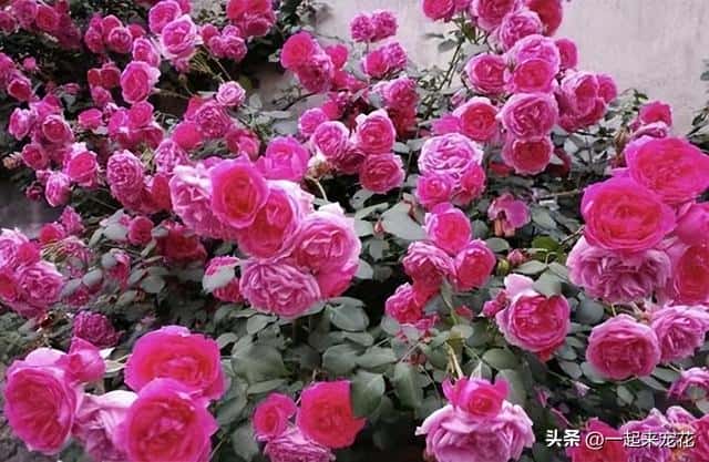 十大经典爬藤月季排名（十大爬藤月季排名）