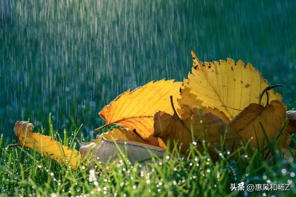 李清照声声慢秋情(声声慢·寻寻觅觅李清照讲解)