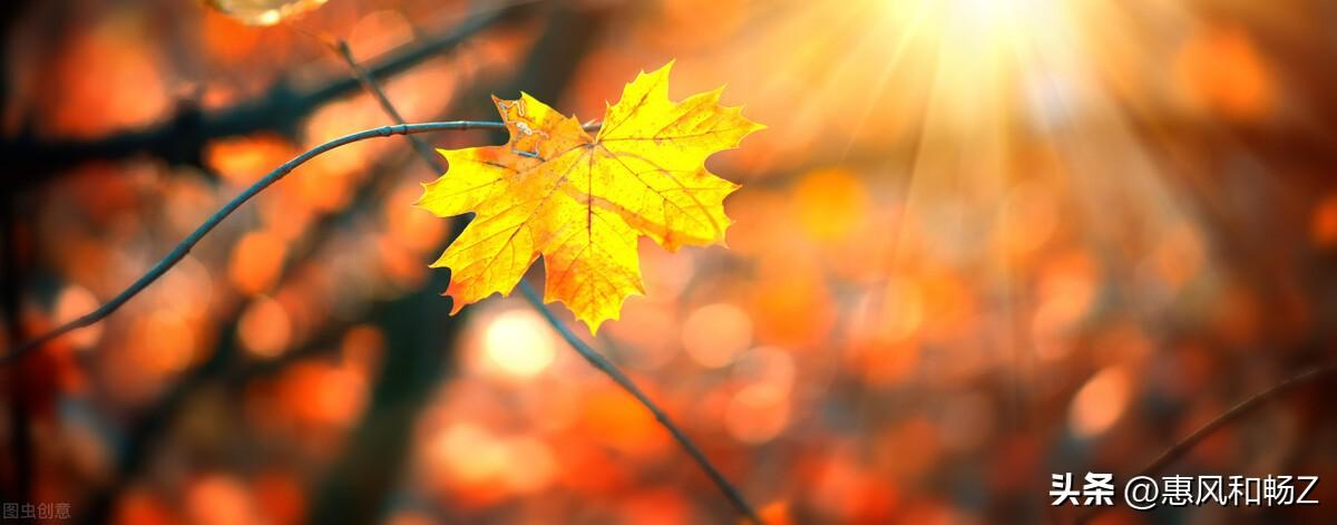 李清照声声慢秋情(声声慢·寻寻觅觅李清照讲解)