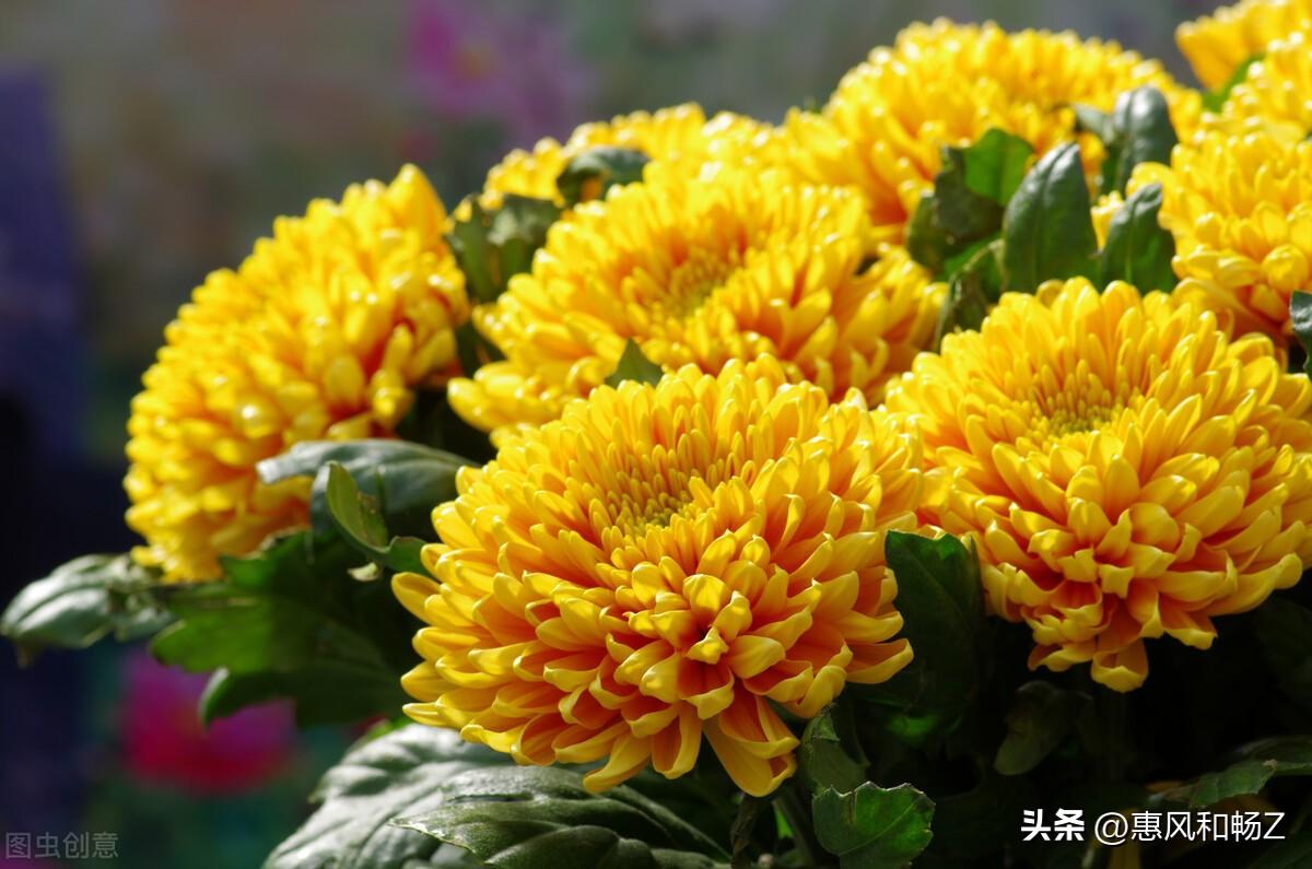 李清照声声慢秋情(声声慢·寻寻觅觅李清照讲解)