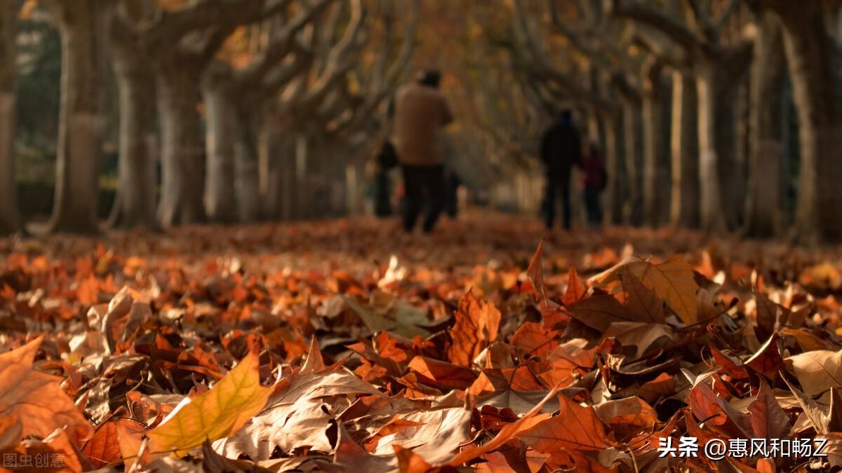 李清照声声慢秋情(声声慢·寻寻觅觅李清照讲解)