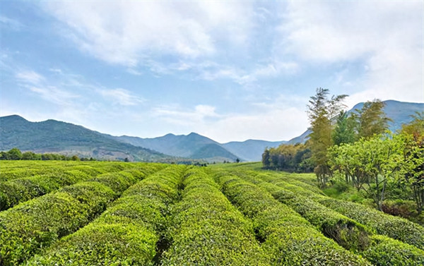 紫砂陶艺来自哪里(著名的紫砂壶产于哪里)