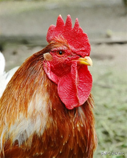 黑脚鸡是什么品种(黑脚鸡适合炒还是炖汤)